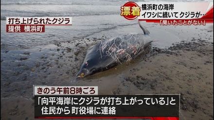 1-横浜町の海岸にクジラが打ちあがる(青森朝日放送).wmv_000013332.jpg