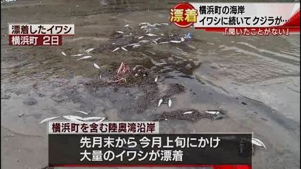 1-横浜町の海岸にクジラが打ちあがる(青森朝日放送).wmv_000049000.jpg